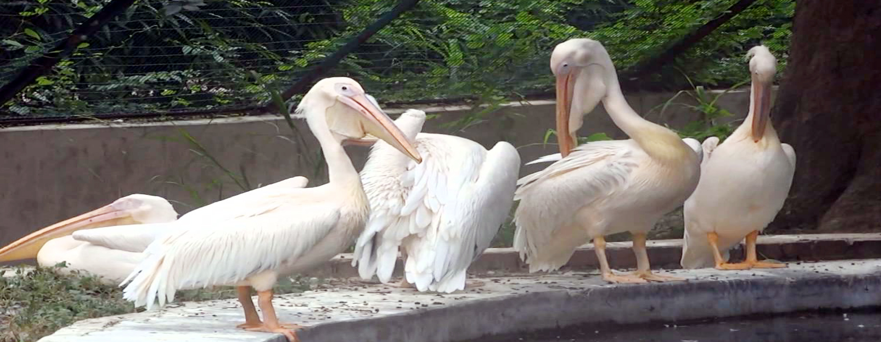 Lucknow Zoo: